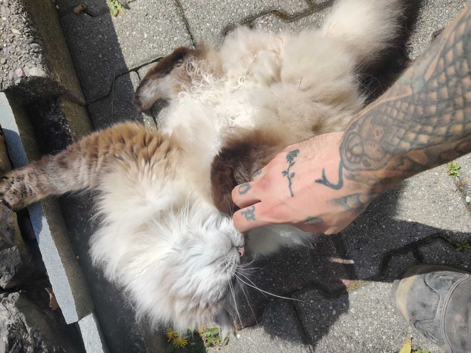 Photovoltaikanlage in Belp